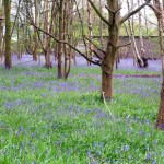 Bluebells - Brandon Wood