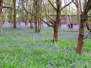 Bluebells - Brandon Wood