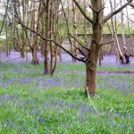 Bluebells - Brandon Wood